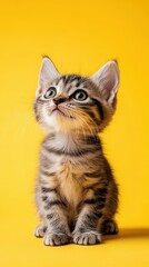 Curious Kitten Exploring a Soft Yellow Background in a Studio Setting