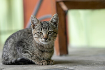 A stray striped hungry kitten sits on the floor and looks at the camera