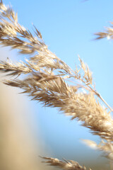 Bentgrass in a meadow on a blurred background, in wild nature