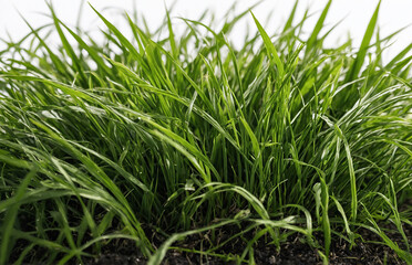 green grass in the wind on white background