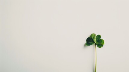 A Four Leaf Clover on White Background - A Symbol of Luck and Nature's Delight. The Green Four Leaf Clover Standing Out Against the Purity of White, with Its Delicate Leaves and Promising Aura. 