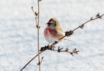 A small bird is perched on a branch in the snow