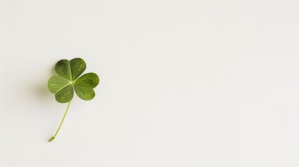 A Four Leaf Clover on White Background - A Symbol of Luck and Nature's Delight. The Green Four Leaf Clover Standing Out Against the Purity of White, with Its Delicate Leaves and Promising Aura. 