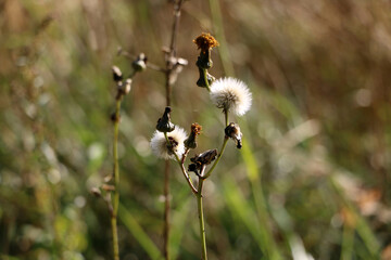 Autumn plants in a meadow on a blurred background