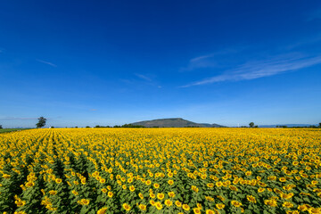 Beautiful sunflower flower blooming in sunflowers field with white cloudy and blue sky.