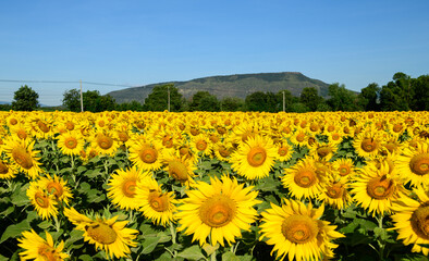 Beautiful sunflower flower blooming in sunflowers field with white cloudy and blue sky.
