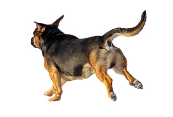 A dog is running on a white background