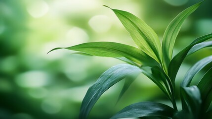 Obraz premium A soothing and elegant background showcasing lush, vibrant green foliage in a subtly dreamy style. 