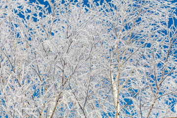 A tree with a lot of snow on it is in front of a blue sky