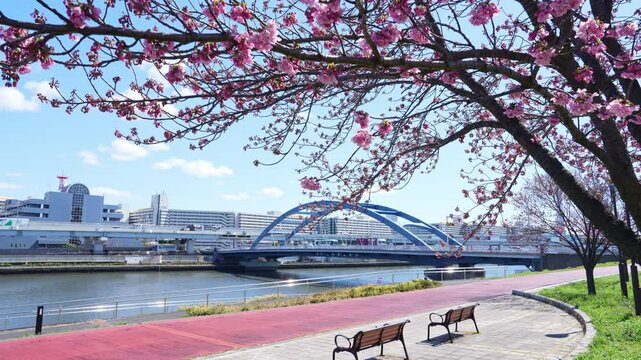 4k Video,Scenery along the Sumida-gawa River in spring and cherry blossoms in full bloom in Tokyo, Japan