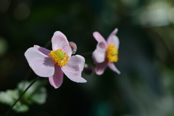 Obraz premium 野山にひっそりと咲く