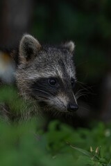 Close-up of a raccoon in lush greenery.