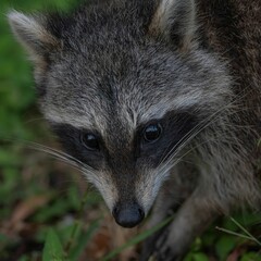Close-up of a raccoon in nature.
