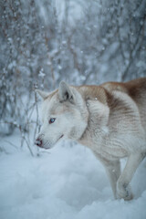 white wolf in snow