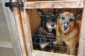 two dogs in a cage at an animal shelter portrait