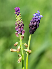 photos of wild flowers, wild hyacinths
