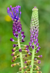 photos of wild flowers, wild hyacinths