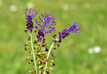 photos of wild flowers, wild hyacinths