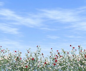 Stunning Red and White Rose Garden against a Beautiful Sky