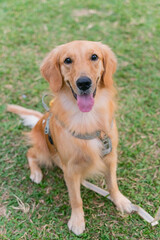 a joyful Golden Retriever strolling through a lush green field, its golden fur shimmering under the sunlight. With a cheerful expression and wagging tail, the dog radiates happiness and energy