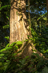 Background of a Tan Rainforest Banyan Tree Illuminated by Sunlight in Honolulu, Hawaii.