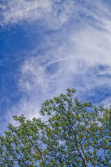 Green Tree Leaf Canopy with High Thin Cirrus Clouds Above.