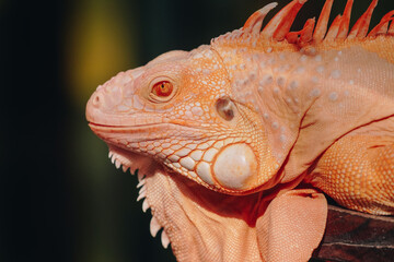 Red iguana is laying down on a wooden surface under sunlight, enjoying sunbath.