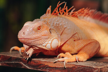 Obraz premium Red iguana is laying down on a wooden surface under sunlight, enjoying sunbath.
