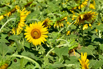 yellow flowers, agricultural products. photos of sunflowers.
