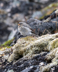 Bird perched on a mossy mountaintop, chirping