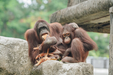 Two orangutans are sitting on a rock, spending their time with nature background.