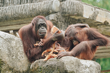 Two orangutans are sitting on a rock, spending their time with nature background.
