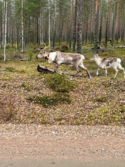 reindeers in Finland in the forest