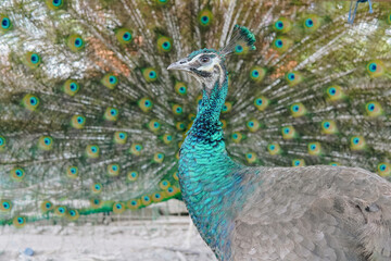 Obraz premium A beautiful blue peacock with its tail spread out, displaying and fanning its feathers tail.