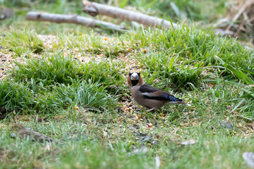 Grubodziób, pestkojad, grabołusk (Coccothraustes coccothraustes)