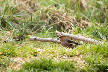 Grubodziób, pestkojad, grabołusk (Coccothraustes coccothraustes)