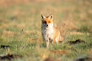Lis rudy , lis pospolity (Vulpes vulpes)