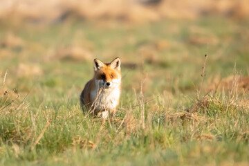 Lis rudy , lis pospolity (Vulpes vulpes)