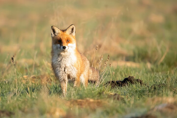 Lis rudy , lis pospolity (Vulpes vulpes)