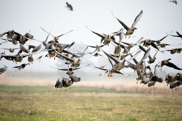 Bernikla białolica (Branta leucopsis) © Robert