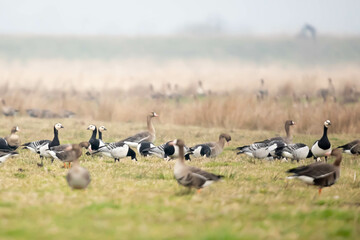 Bernikla białolica (Branta leucopsis) © Robert