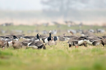 Bernikla białolica (Branta leucopsis) © Robert