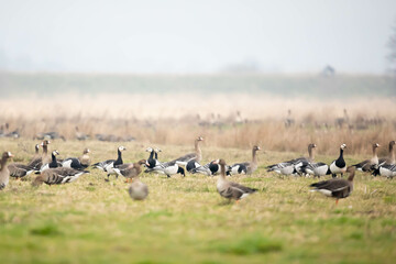 Bernikla białolica (Branta leucopsis) © Robert