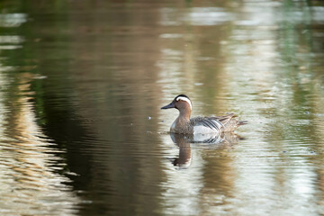 Cyranka zwyczajna (Spatula querquedula)