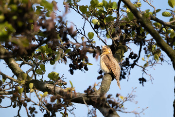 Krętogłów (Jynx torquilla)