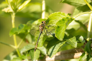 Ważki (Odonata)