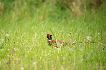 Bażant (Phasianus colchicus) © Robert