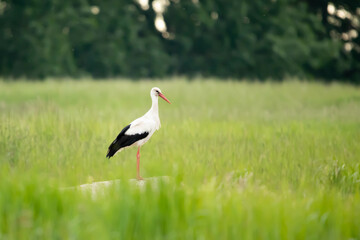 Bocian biały (Ciconia ciconia)