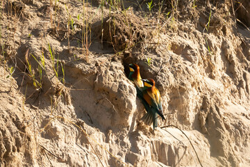 Żołna, żołna pospolita, żołna pszczołojad (Merops apiaster)