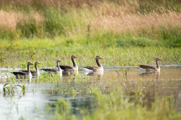 Gęgawa, gęś gęgawa (Anser anser) © Robert